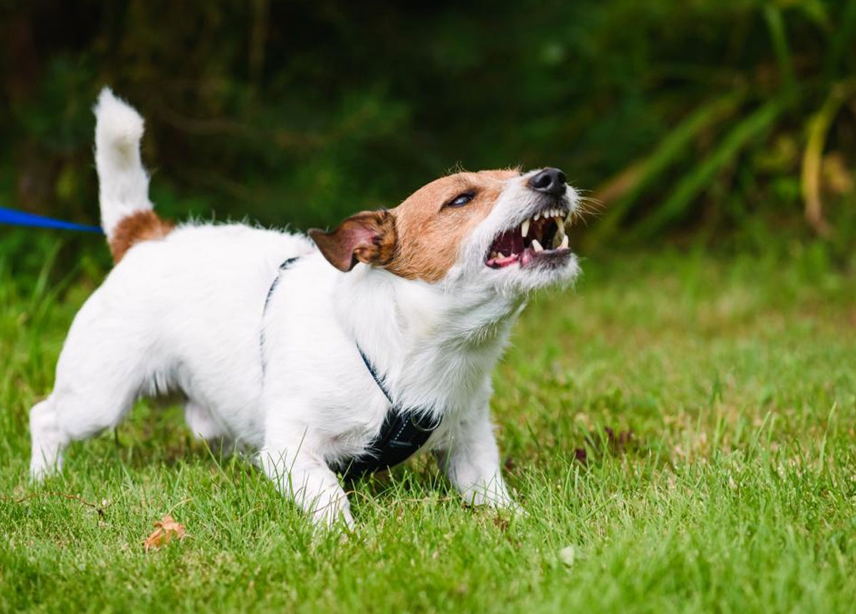 Dog Bites Dog Bites